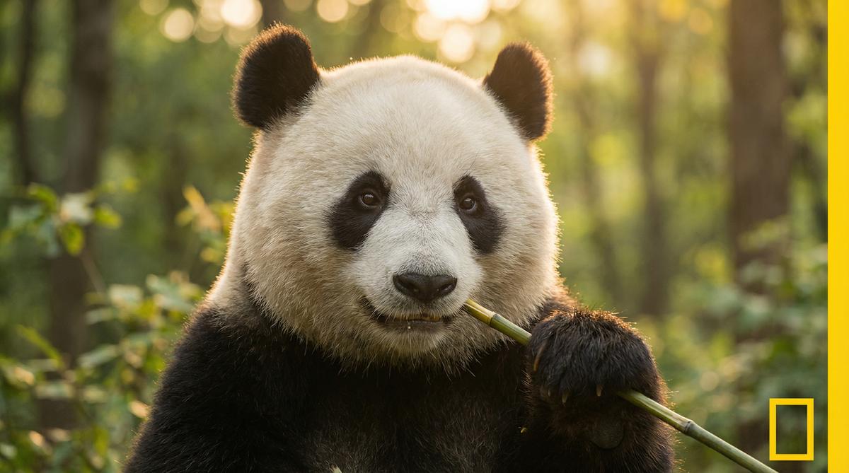 草莓视频熊猫视频