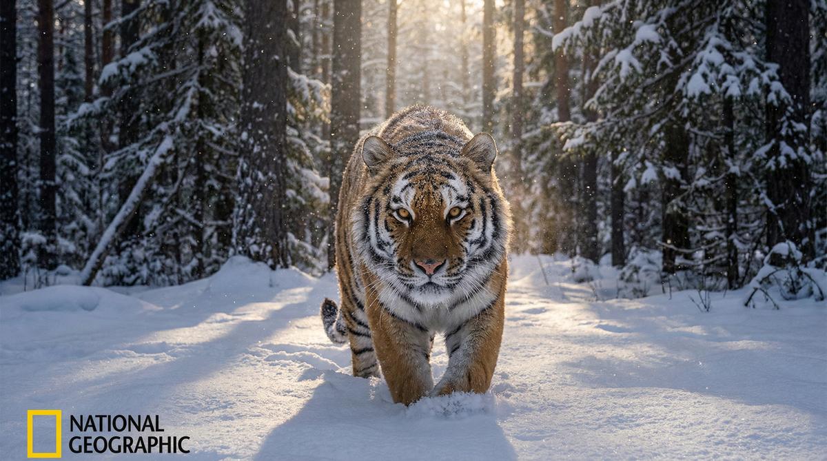 草莓视频老虎视频